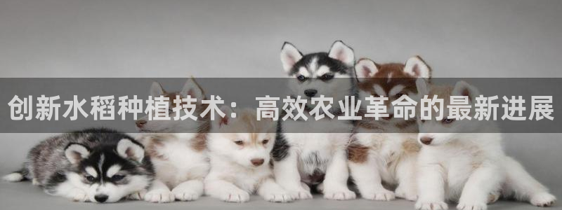 蜘蛛篮球：创新水稻种植技术：高效农业革命的最新进展